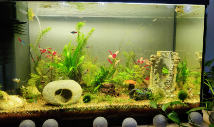 aquarium aquarium