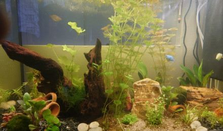 aquarium Kestufela 140 L