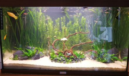 aquarium Juwel rio 180l