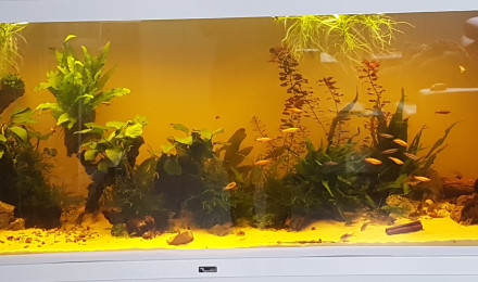 aquarium River Song