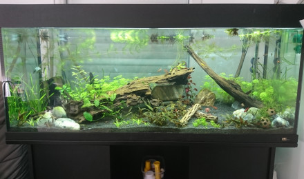 aquarium RIO 240