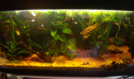 aquarium 300L multi origine