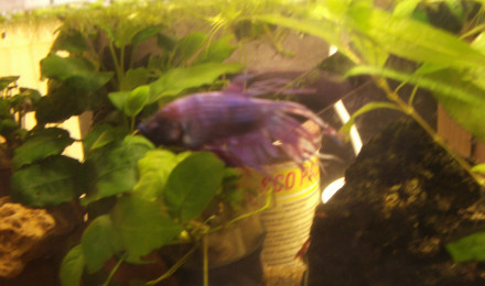 aquarium 20L Betta JC