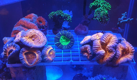 aquarium Lobophyllia garden