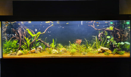 aquarium 660 l communautaire