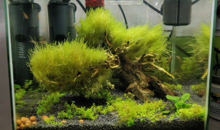 aquarium Nano 15L