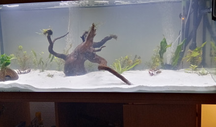 aquarium Mon premier