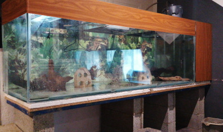 aquarium 800L