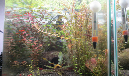aquarium 22L tentative épuration rouge sakura