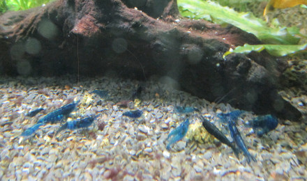 aquarium ARRET 60L blue dream