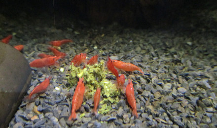 aquarium ARRET 17l neocaridina orange