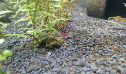 aquarium 22L selection red rili