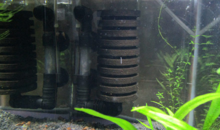 aquarium 13L Planorbella duryi et melanoide black