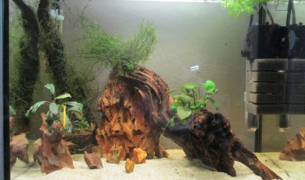 aquarium ARRET 25L Neocaridina davidi yellow neon
