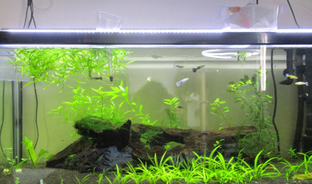 aquarium ARRET 240L