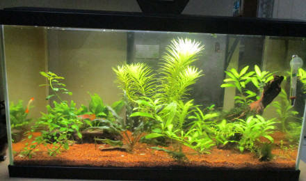 aquarium ARRET 60L ramirezi