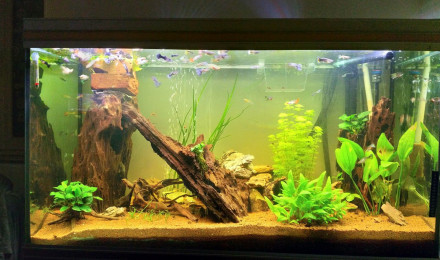 aquarium Grand aquarium