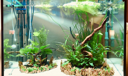 aquarium Projet 55 gallons