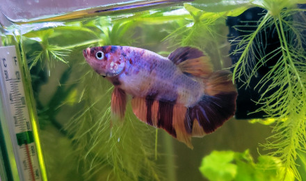 aquarium Zen
