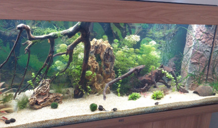 aquarium amazonien