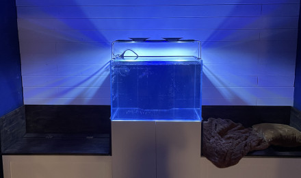 aquarium Aquarium récifal pièce bleue