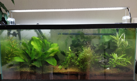 aquarium Le 80l plantes