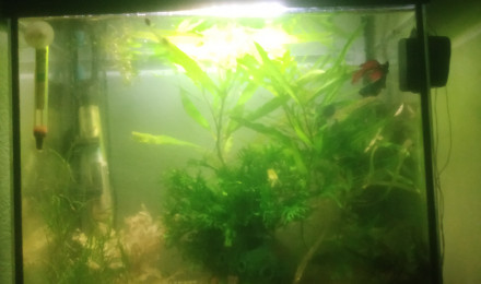aquarium smigui