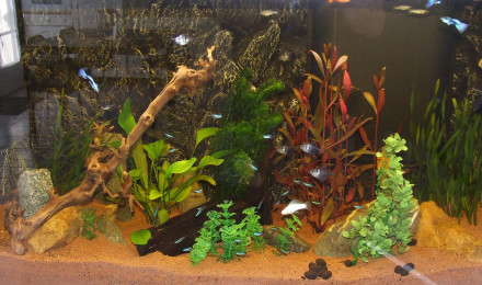 aquarium greguss02110