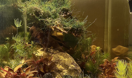 aquarium Bonsai
