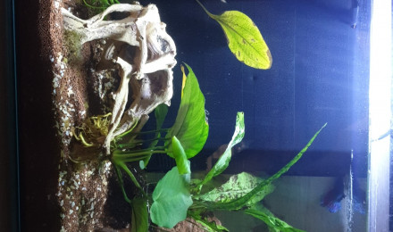aquarium Nano betta