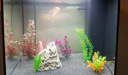 aquarium Basique