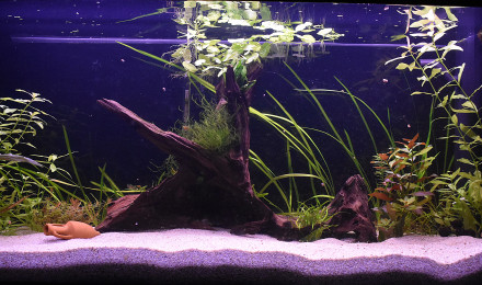 aquarium Aqua