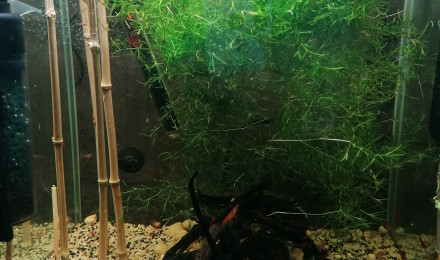 aquarium Tetra amande