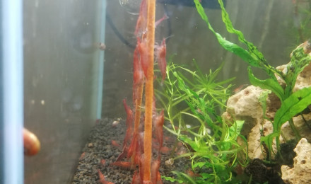 aquarium Red cherry