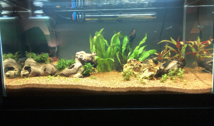 aquarium 60L