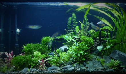 aquarium Osaka