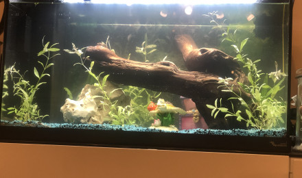 aquarium 60l