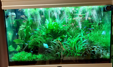 aquarium Communautaire 160L