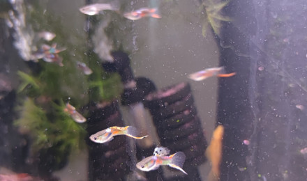 aquarium Guppys