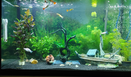 aquarium Aquarium