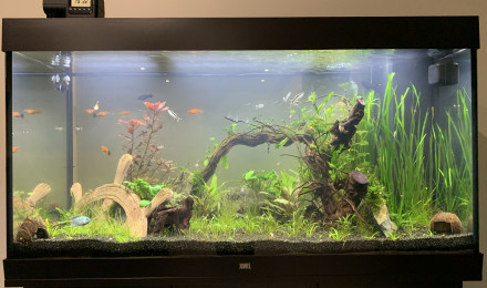 aquarium JUWEL 350 RIO LED