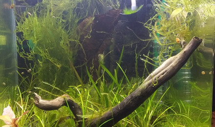 aquarium 20l