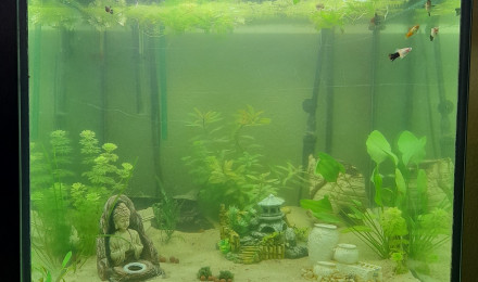 aquarium Etape supérieure 300L