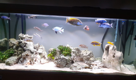 aquarium Bac malawi
