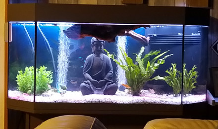 aquarium Aquarium juwel panoramique 100