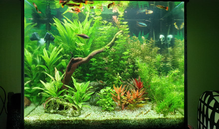aquarium Salon