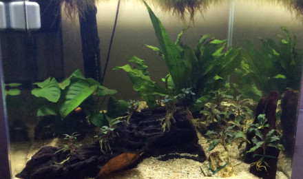 aquarium Aquarium Betta Spade Tail et Crevette Red Sakura
