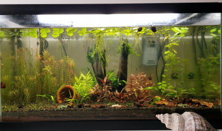 aquarium Aqua 58L