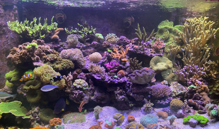 aquarium 840 L