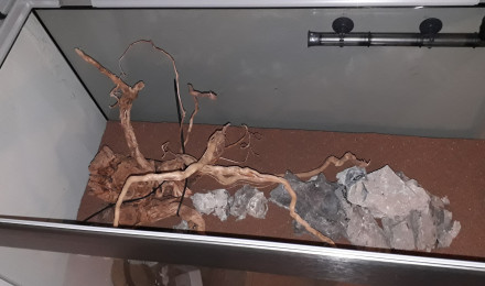 aquarium Momoquarium